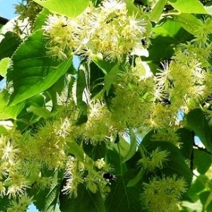 Опилки липовые оптом в Димитровграде от завода-производителя Лигнум Ресурс